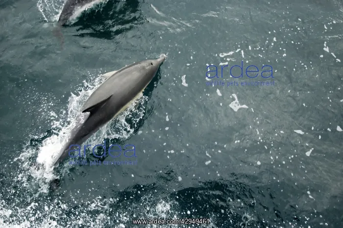 : Common Dolphin - Swimming : Common Dolphin - Swimming