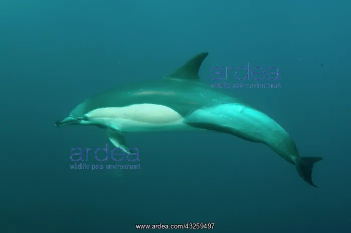  : Common Dolphin swimming