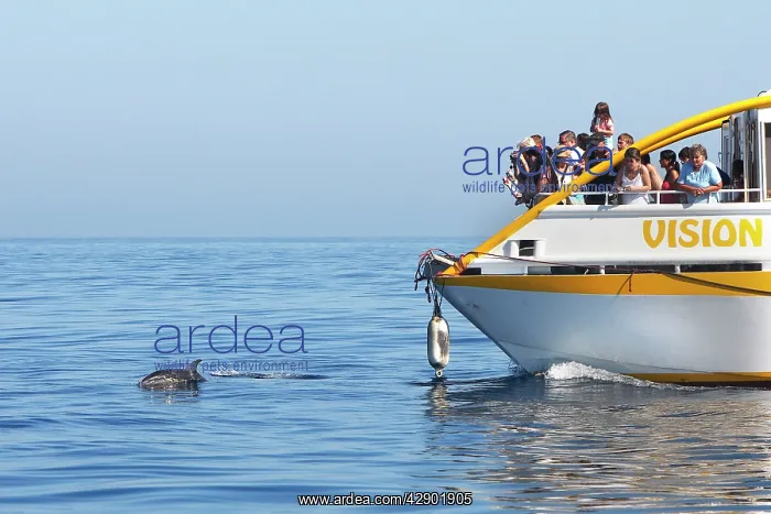 : Common Dolphin - swimming alongside whale watching : Common Dolphin - swimming alongside whale watching