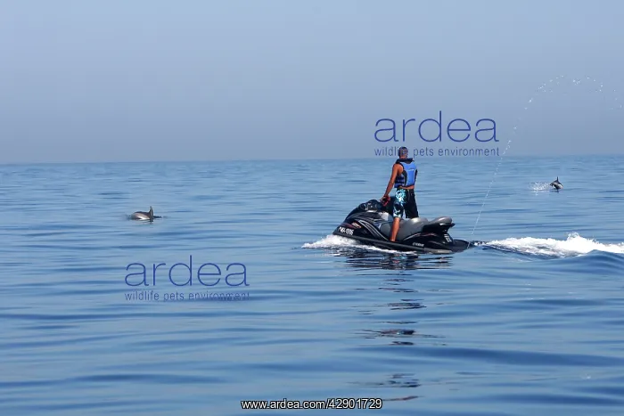 : Common Dolphin - swimming with Jet ski in the strait : Common Dolphin - swimming with Jet ski in the strait
