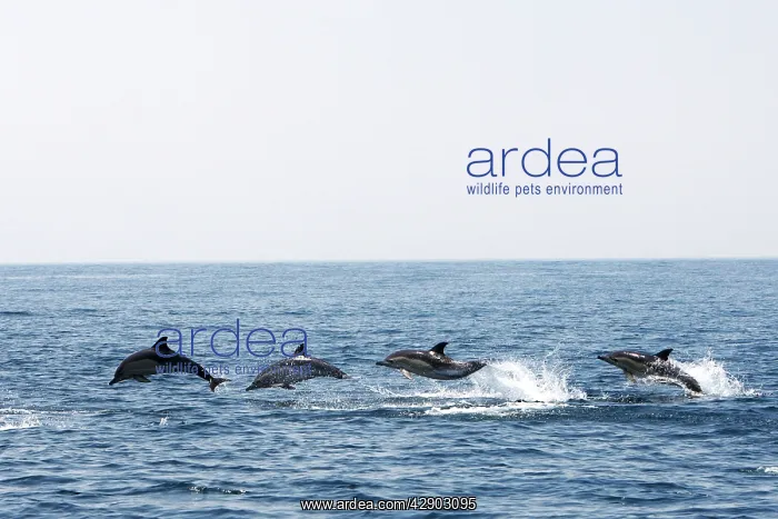 : Common Dolphin - four swimming in line - leaping : Common Dolphin - four swimming in line - leaping