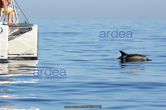 : Common Dolphin - swimming in front of sailing boat : Common Dolphin - swimming in front of sailing boat