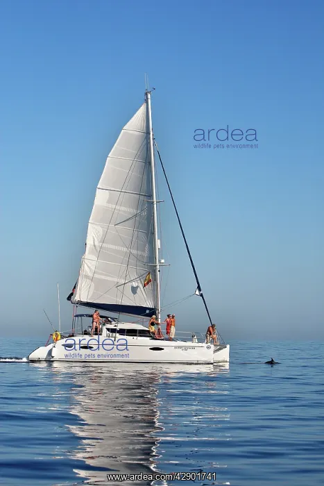 : Common Dolphin - swimming in front of sailing boat : Common Dolphin - swimming in front of sailing boat