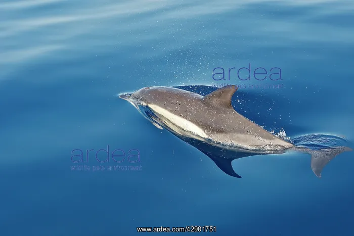 : Common Dolphin - swimming in the strait of Gibraltar : Common Dolphin - swimming in the strait of Gibraltar