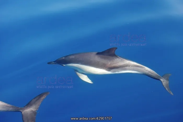 : Common Dolphin - swimming in the strait of Gibraltar : Common Dolphin - swimming in the strait of Gibraltar