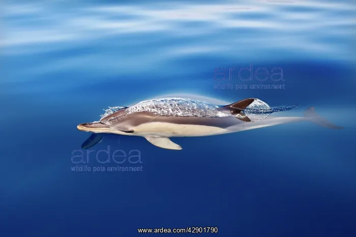 : Common Dolphin - swimming in the strait of Gibraltar : Common Dolphin - swimming in the strait of Gibraltar
