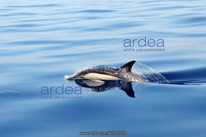 : Common Dolphin - swimming in the strait of Gibraltar : Common Dolphin - swimming in the strait of Gibraltar