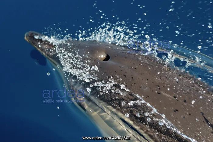 : Common Dolphin - swimming in the strait of Gibraltar : Common Dolphin - swimming in the strait of Gibraltar