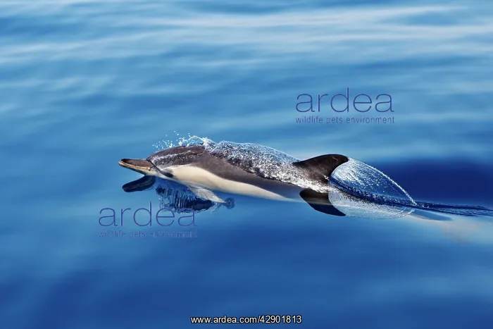 : Common Dolphin - swimming in the strait of Gibraltar : Common Dolphin - swimming in the strait of Gibraltar