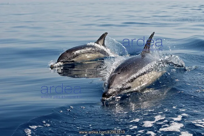 : Common Dolphin - two swimming in the strait of Gibraltar : Common Dolphin - two swimming in the strait of Gibraltar
