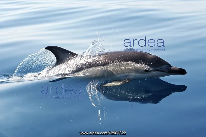 : Common Dolphin - swimming in the strait of Gibraltar : Common Dolphin - swimming in the strait of Gibraltar