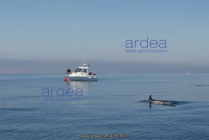 : Common Dolphin - swimming in the strait of Gibraltar : Common Dolphin - swimming in the strait of Gibraltar