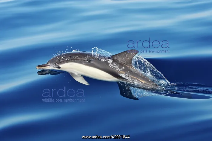 : Common Dolphin - swimming in the strait of Gibraltar : Common Dolphin - swimming in the strait of Gibraltar