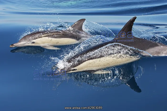 : Common Dolphin - two swimming in the strait of Gibraltar : Common Dolphin - two swimming in the strait of Gibraltar