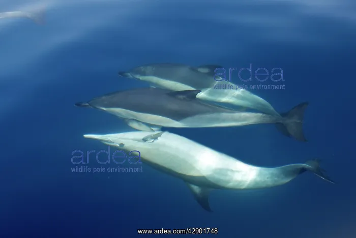 : Common Dolphin - swimming underwater in the strait : Common Dolphin - swimming underwater in the strait