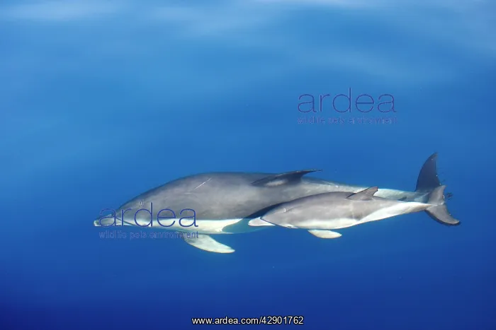 : Common Dolphins - adult & young swimming in the : Common Dolphins - adult & young swimming in the