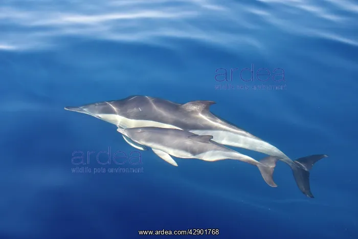 : Common Dolphins - adult & young swimming in the : Common Dolphins - adult & young swimming in the