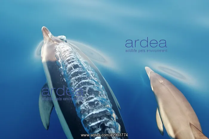 : Common Dolphins - adult & young swimming in the : Common Dolphins - adult & young swimming in the