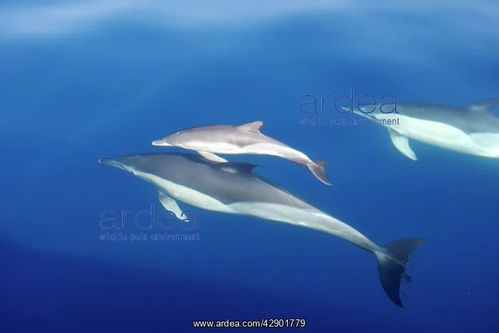 : Common Dolphins - adults & young swimming in the : Common Dolphins - adults & young swimming in the