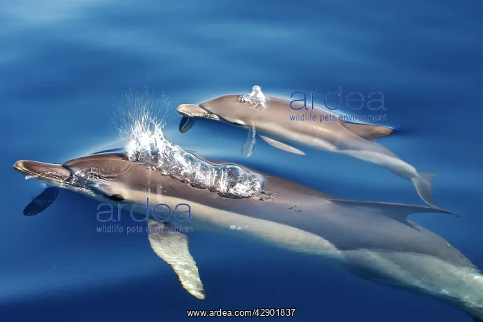 : Common Dolphins - adults & young swimming in the : Common Dolphins - adults & young swimming in the