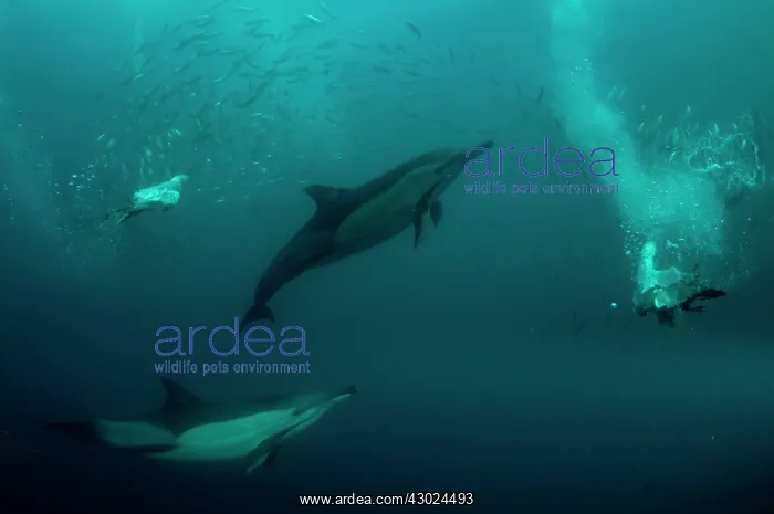 : Common Dolphins with baitball (school of small bait : Common Dolphins with baitball (school of small bait