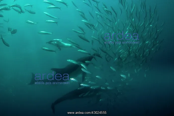 : Common Dolphins with baitball (school of small bait : Common Dolphins with baitball (school of small bait