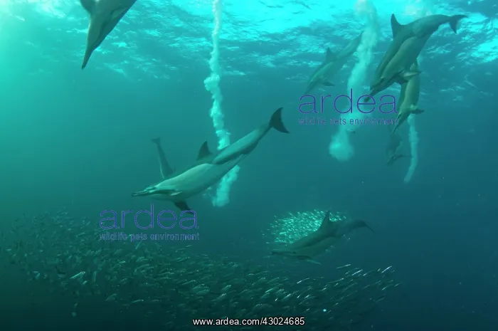 : Common Dolphins with baitball (school of small bait : Common Dolphins with baitball (school of small bait