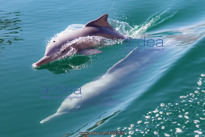 : Common dolphins (Delphinus delphis), Fjords or Khor : Common dolphins (Delphinus delphis), Fjords or Khor