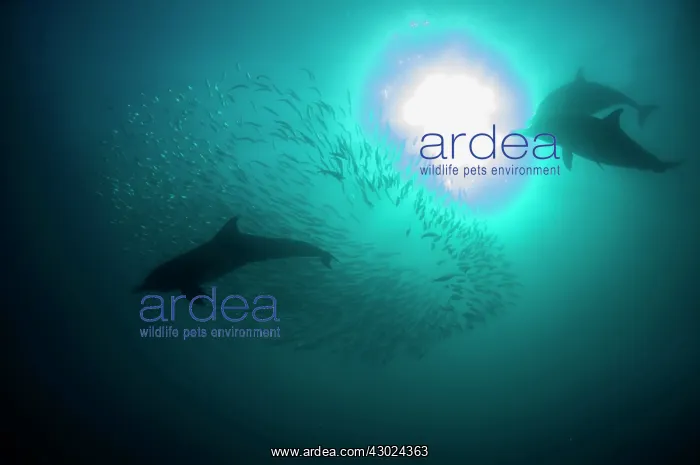 : Common Dolphins pod chasing baitball (school of : Common Dolphins pod chasing baitball (school of