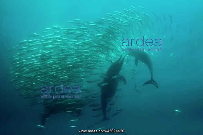 : Common Dolphins pod chasing baitball (school of : Common Dolphins pod chasing baitball (school of