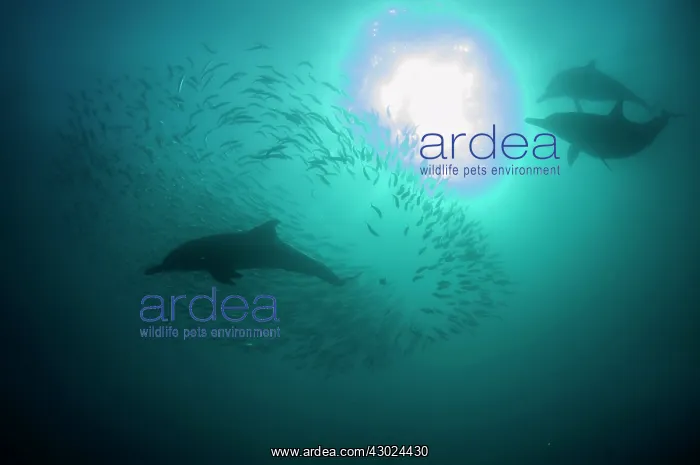 : Common Dolphins pod chasing baitball (school of : Common Dolphins pod chasing baitball (school of