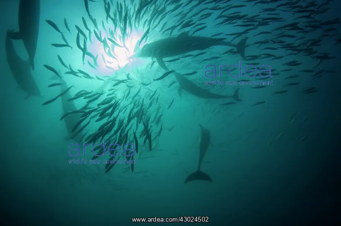 : Common Dolphins pod chasing baitball (school of : Common Dolphins pod chasing baitball (school of