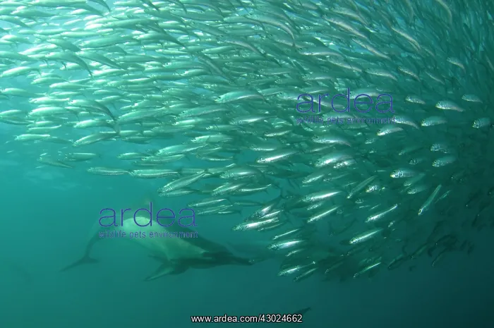 : Common Dolphins pod chasing baitball (school of : Common Dolphins pod chasing baitball (school of