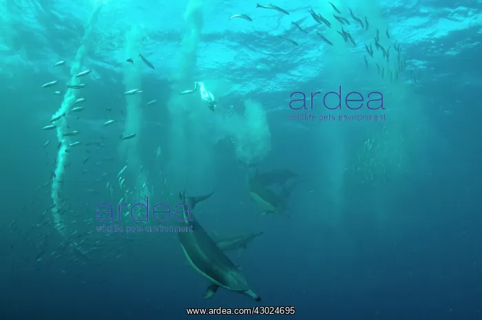 : Common Dolphins pod chasing baitball (school of : Common Dolphins pod chasing baitball (school of
