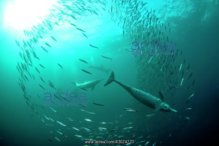 : Common Dolphins pod chasing baitball (school of : Common Dolphins pod chasing baitball (school of