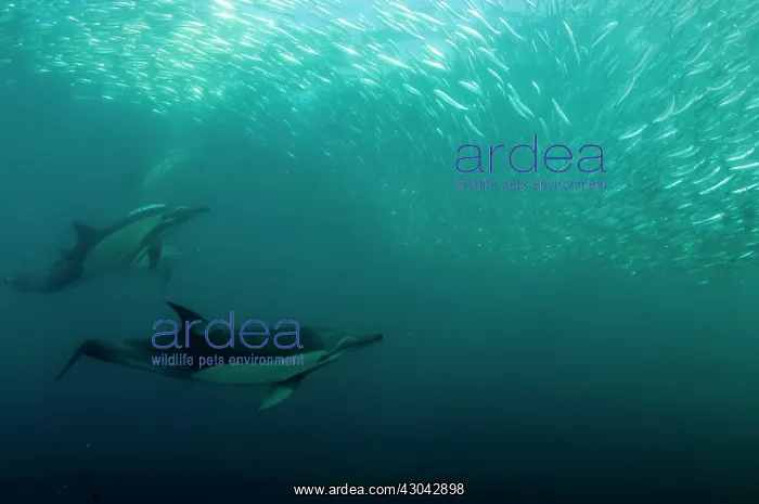 : Common Dolphins pod chasing baitball (school of : Common Dolphins pod chasing baitball (school of
