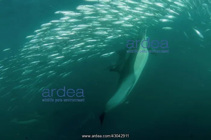 : Common Dolphins pod chasing baitball (school of : Common Dolphins pod chasing baitball (school of