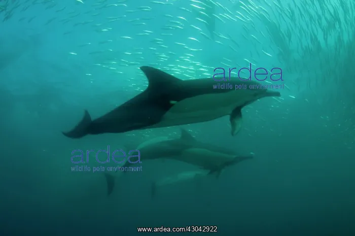 : Common Dolphins pod chasing baitball (school of : Common Dolphins pod chasing baitball (school of
