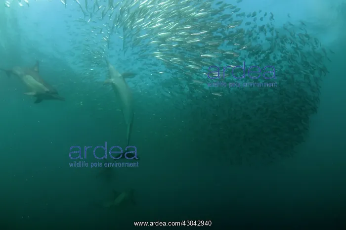 : Common Dolphins pod chasing baitball (school of : Common Dolphins pod chasing baitball (school of