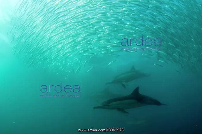 : Common Dolphins pod chasing baitball (school of : Common Dolphins pod chasing baitball (school of