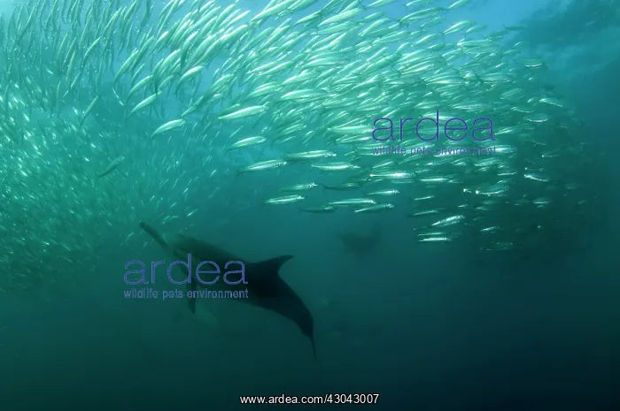 : Common Dolphins pod chasing baitball (school of : Common Dolphins pod chasing baitball (school of