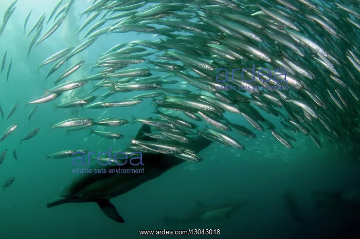 : Common Dolphins pod chasing baitball (school of : Common Dolphins pod chasing baitball (school of