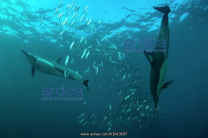 : Common Dolphins pod chasing baitball (school of : Common Dolphins pod chasing baitball (school of