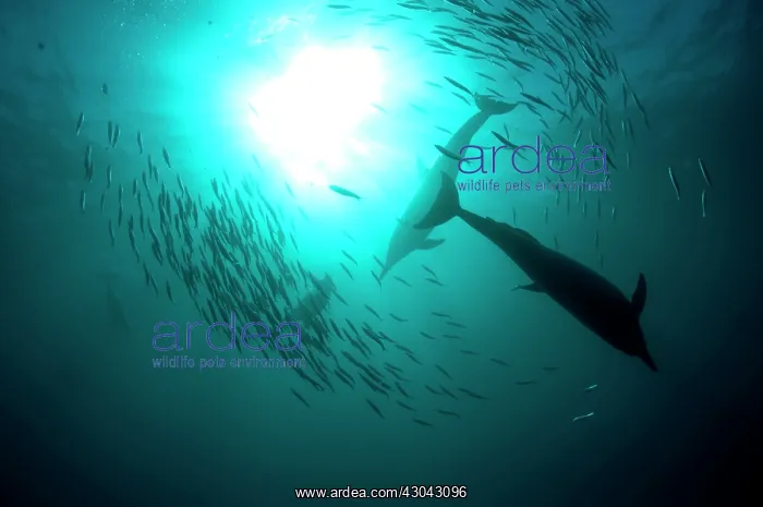 : Common Dolphins pod chasing baitball (school of : Common Dolphins pod chasing baitball (school of