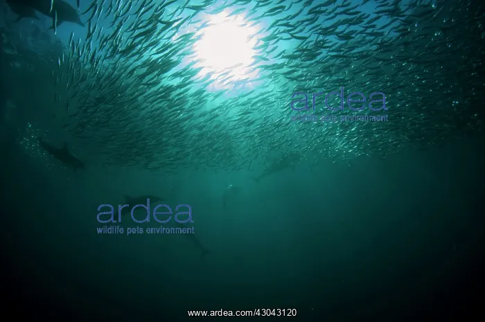: Common Dolphins pod chasing baitball (school of : Common Dolphins pod chasing baitball (school of