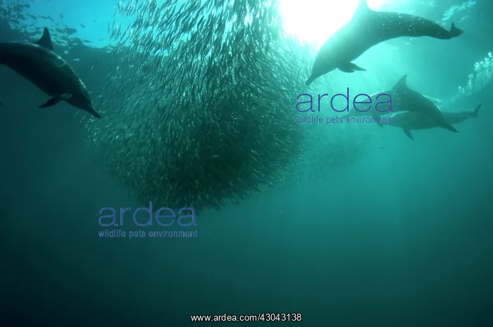 : Common Dolphins pod chasing baitball (school of : Common Dolphins pod chasing baitball (school of