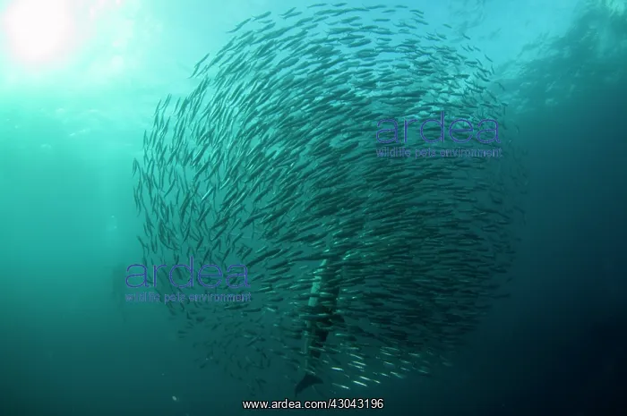 : Common Dolphins pod chasing baitball (school of : Common Dolphins pod chasing baitball (school of