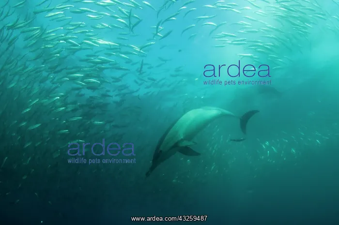 : Common Dolphins pod chasing baitball (school of : Common Dolphins pod chasing baitball (school of