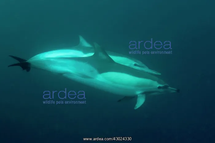  : Common Dolphins swimming