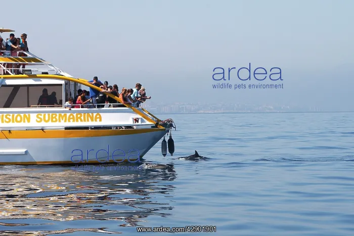 : Common Dolphins - swimming alongside whale watching : Common Dolphins - swimming alongside whale watching